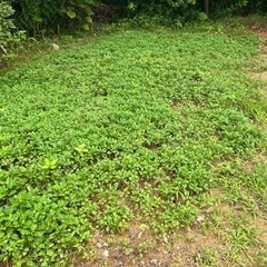 名護市源河ヨモギの植え付け‼️無農薬栽培✨✨✨の画像