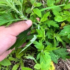 名護市源河ヨモギの植え付け‼️無農薬栽培✨✨✨の画像