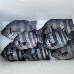 平日に船釣りに行ける人探してます。 - 川崎市