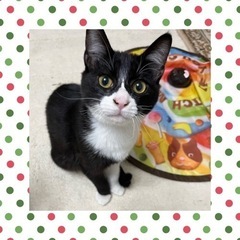 『里親さん決定』黒白ハチワレ❤️ジローくん