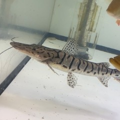 タイガーシャベルノーズ　熱帯魚