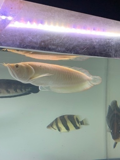 アルビノシルバーアロワナ　②