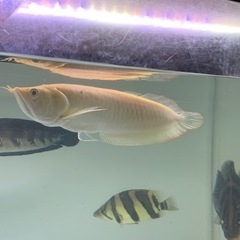 アルビノシルバーアロワナ　②