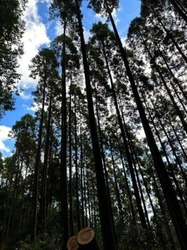 鯉のぼり　杉　竿　八幡竿　ポール