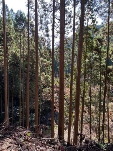 鯉のぼり　杉　竿　八幡竿　ポール