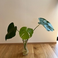 【成約済】【観葉植物】モンステラ＋ポトス苗