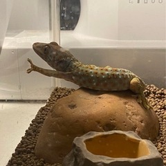 トッケイヤモリ