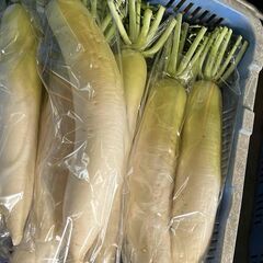 サニーレタス・大根・子持ち高菜（間引き菜）・レモン・かぶ菜の画像