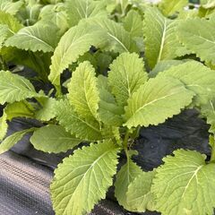 サニーレタス・大根・子持ち高菜（間引き菜）・レモン・かぶ菜の画像