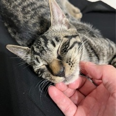 素敵な里親様と出会えました☆デレデレ甘えんぼ、お膝も大好き、人慣...