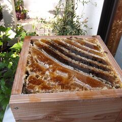 日本蜜蜂の100％蜜蠟　約246gの画像