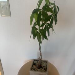 パキラ（発財樹）植木鉢付き 58cm