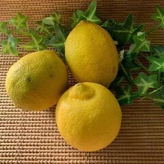 サニーレタス・大根・子持ち高菜（間引き菜）・レモン・かぶ菜の画像