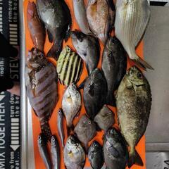 釣果情報を共有しませんかー？(⁠ ⁠◜⁠‿⁠◝⁠ ⁠)⁠ − 千葉県