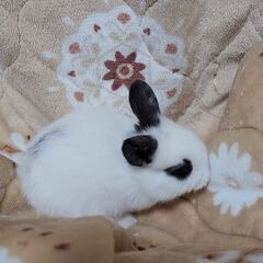 子ウサギ　里親募集