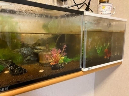ミナミヌマエビ、ヤマトヌマエビ 水槽ごと