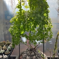 塊根植物の交流を深めたい！