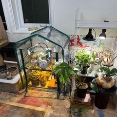塊根植物の交流を深めたい！ - 世田谷区