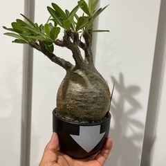 塊根植物の交流を深めたい！ - その他