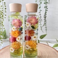 ヘリクリサム　djgの画像