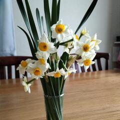 水仙（スイセン）差し上げます♪