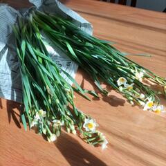 水仙（スイセン）差し上げます♪の画像