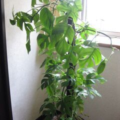 観葉植物♡ヒメモンステラ♡大鉢ヘゴ仕立て♪