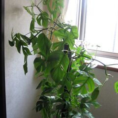 観葉植物♡ヒメモンステラ♡大鉢ヘゴ仕立て♪