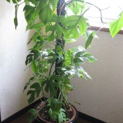 観葉植物♡ヒメモンステラ♡大鉢ヘゴ仕立て♪
