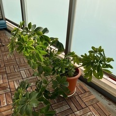 【無料】観葉植物