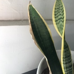 サンスベリア　植木鉢付きの画像