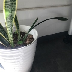 サンスベリア　植木鉢付きの画像