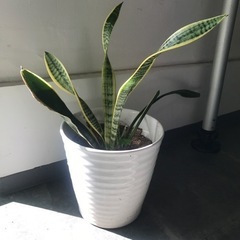サンスベリア　植木鉢付き