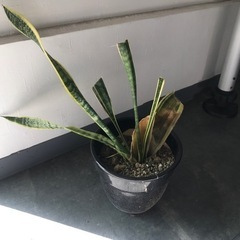 サンスベリア　元気がありません。。。