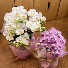 未使用アートフラワー2点セット/胡蝶ラン白・ピンク