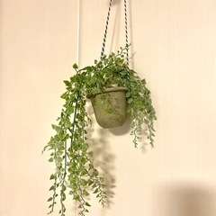 フェイクグリーン　3個セット　おしゃれ　草　鉢植え　吊り下げ　ニトリの画像