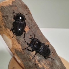 ホペイオオクワガタ　ペア