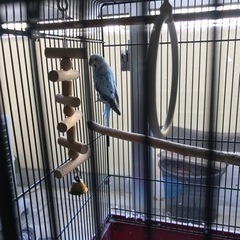 セキセイインコ 水色