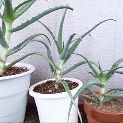 アロエの鉢