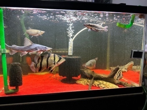 スタージョンシーキャット 20±