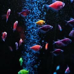 アクアリウム水槽のメンテナンススタッフの画像
