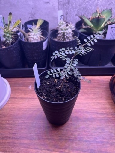 【塊根植物】オペルクリカリア　パキプス　3号
