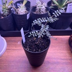 【塊根植物】オペルクリカリア　パキプス　3号の画像