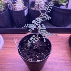 【塊根植物】オペルクリカリア　パキプス　3号の画像