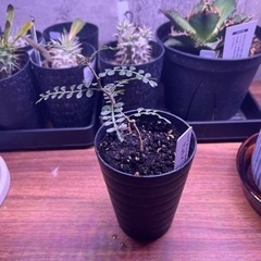 【塊根植物】オペルクリカリア　パキプス　3号