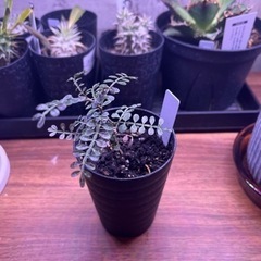 【塊根植物】オペルクリカリア　パキプス　3号の画像