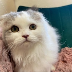 甘えん坊なスコちゃん♡ - 船橋市