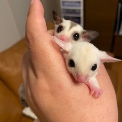 モモンガセール情報☆