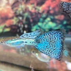 【グッピー】ブルーグラスグッピー（1P）の画像