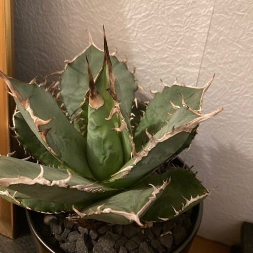 アガベ　植物　白鯨